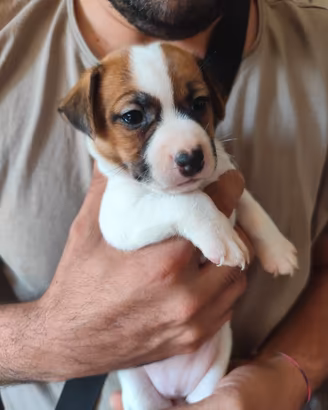 Cuccioli di Jack Russell Terrier 