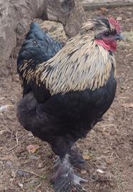 Gallo 