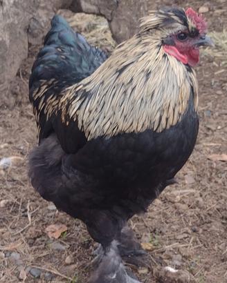 Gallo 