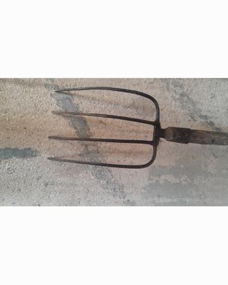 forcone( furcata)