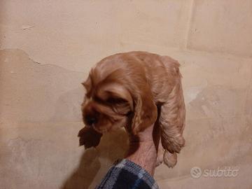 Cocker Spaniel cuccioli