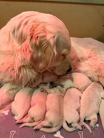 Cuccioli di Golden Retriever con pedigree??