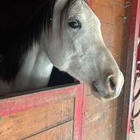 Puro sangue Arabo Fida/Mezza Fida