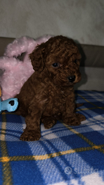 Barboncino Red Brown due mesi MINI TOY