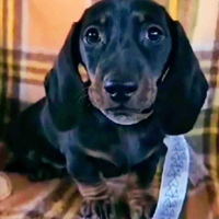 Bassotto Tedesco Maschietto Mero Focato Pedigree