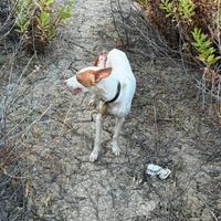 Cane cernieca