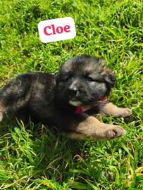 Cuccioli incrocio pastore tedesco