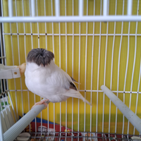 Canarino maschio 2025