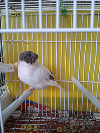 Canarino maschio 2025