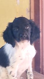 Cuccioli Breton