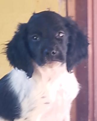 Cuccioli Breton