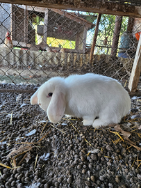 Coniglio nano ariete