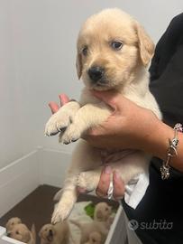 Cuccioli di golden retriever
