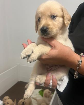 Cuccioli di golden retriever