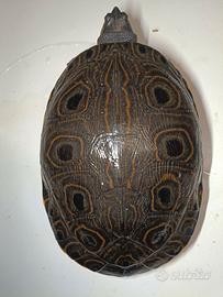 Trachemys venusta