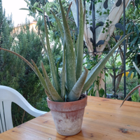 Aloe vera - piante grasse