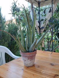 Aloe vera - piante grasse