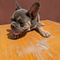 Bulldog francesi cuccioli esotici