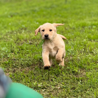 Labrador Retriever cuccioli disponibili