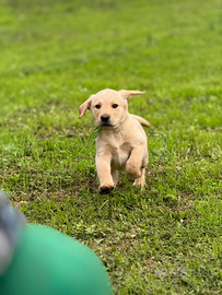 Labrador Retriever cuccioli disponibili