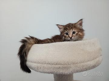 Gattina Norvegese delle Foreste con pedigree