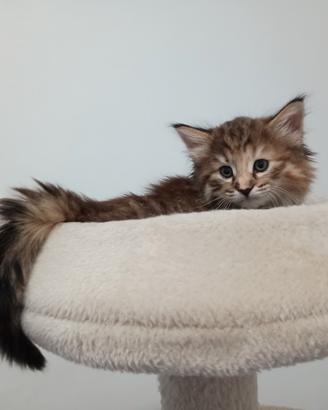 Gattina Norvegese delle Foreste con pedigree