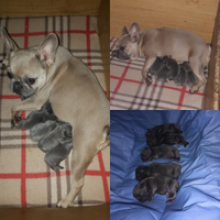 Bulldog Francesi cuccioli in Allevamento
