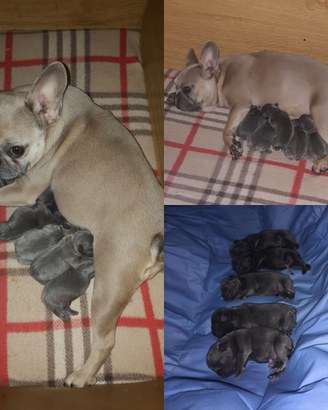 Bulldog Francesi cuccioli in Allevamento