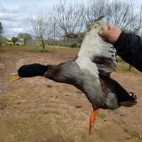 Germani reali maschi