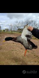 Germani reali maschi