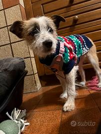 Cane Femmina 3 mesi e mezzo