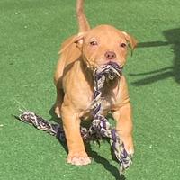 Cuccioli di American Pitbull ukc con Pedigree