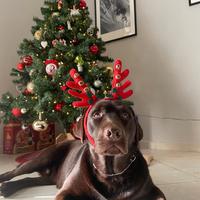 Labrador cioccolato per accoppiamento