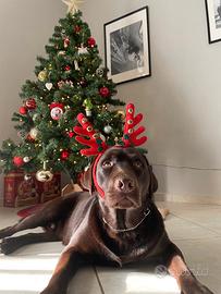 Labrador cioccolato per accoppiamento