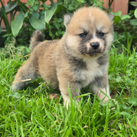 Akita cuccioli