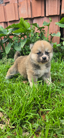 Akita cuccioli