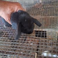 Coniglietto nani ariete