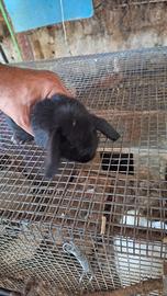 Coniglietto nani ariete