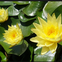 Piante acquatiche per laghetto