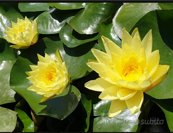 Piante acquatiche per laghetto