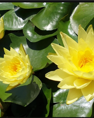 Piante acquatiche per laghetto
