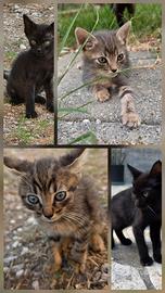 Regalasi gattini