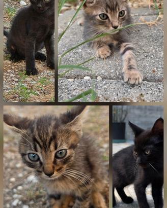 Regalasi gattini