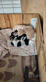 Cuccioli di taglia media in adozione dopo i 60 gg