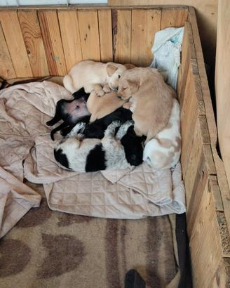 Cuccioli di taglia media in adozione dopo i 60 gg