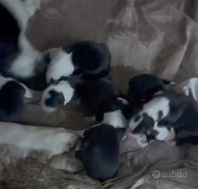 Border collie