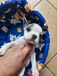 Bulldog Francese piccola