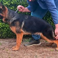 Pastore tedesco femmina