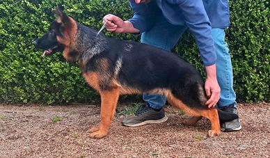 Pastore tedesco femmina