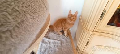 Maine coon